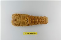 藏品(小蟬蝦)的圖片